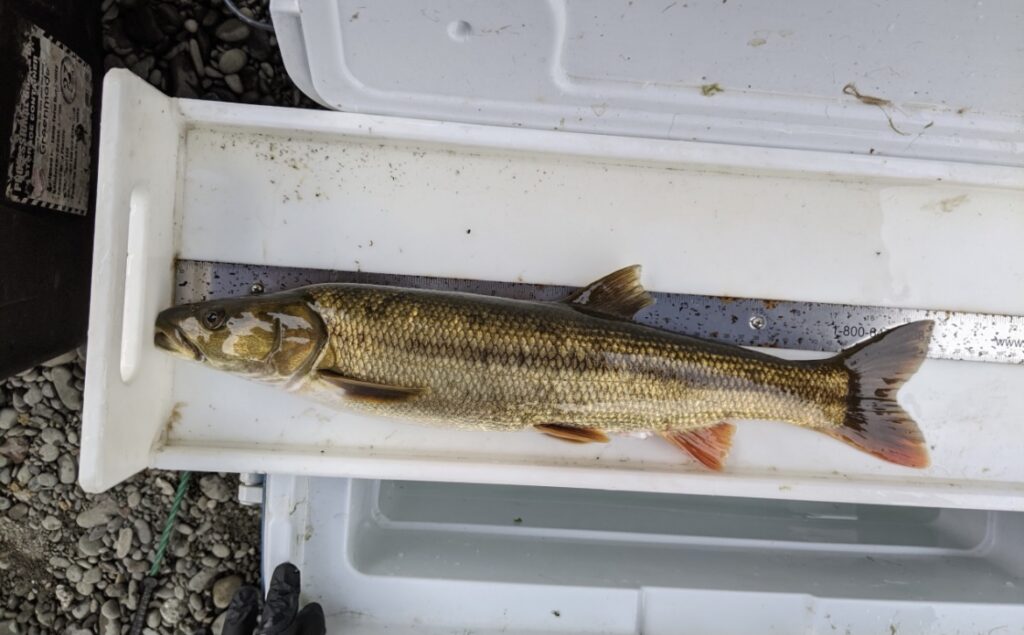 Pikeminnow Rigs Pikeminnow Derby - TRIB Research
